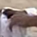 Ronnie Andrew Garcia